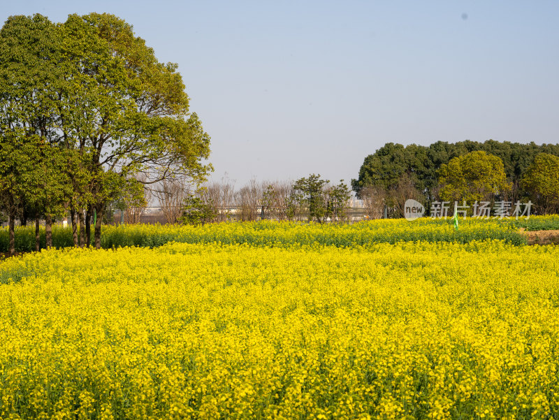 春天武汉森林公园的油菜花海