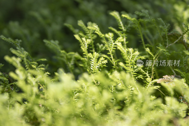 深圳仙湖植物园