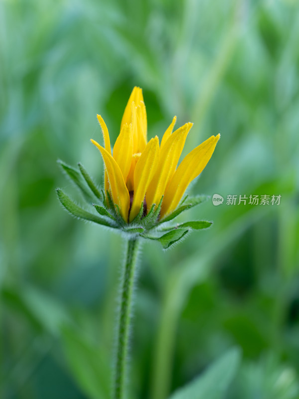 黑心金光菊开花特写