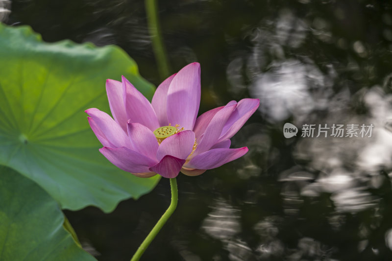 杭州西湖风景区曲院风荷荷花风景