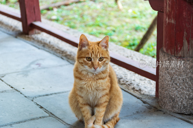 橘猫静坐石板路侧头看向镜头