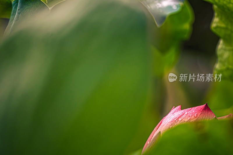 雨后荷花上的水珠