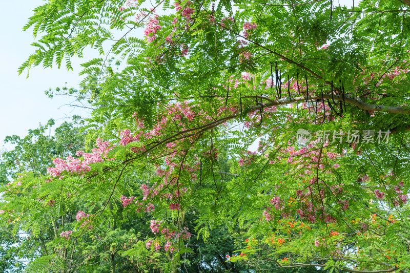 粉红色开花植物节荚决明花