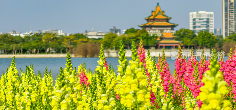 佛山市顺峰山公园盛开的金鱼草花海