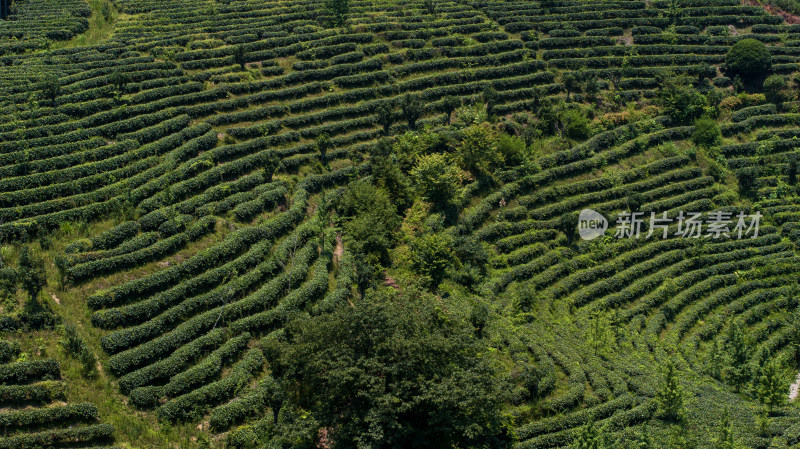 茶叶茶山茶艺茶园采茶茶红茶绿茶春茶茶叶茶