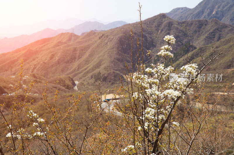 春天山区开放的白花