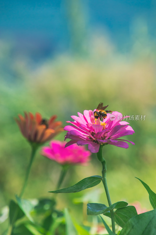 鲜花上采蜜蜜蜂