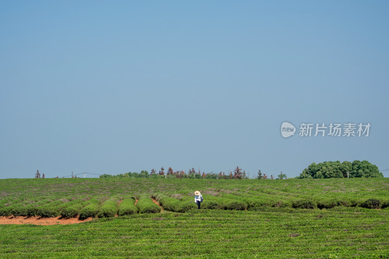 春天茶园采茶