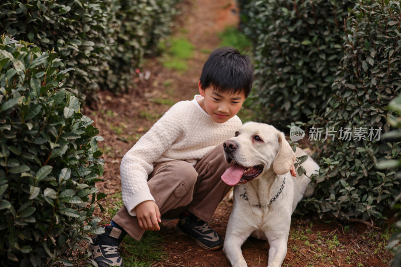 一个中国小男孩和他的宠物拉布拉多犬