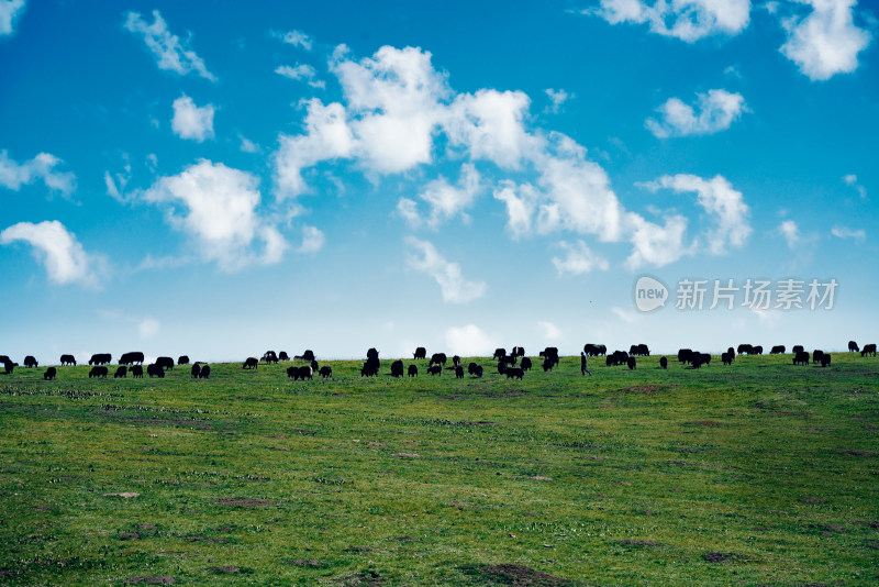 川西若尔盖甘南草原河流