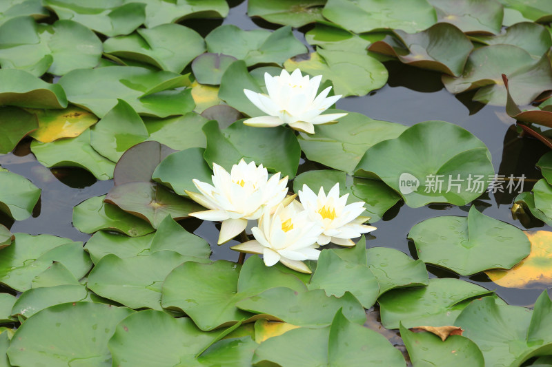 夏日水中莲花盛开