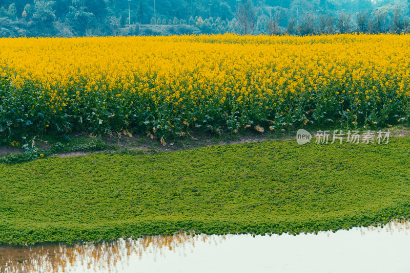 桃花樱花油菜花