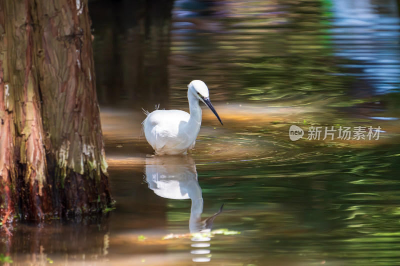 水边白鹭行走觅食的自然景象