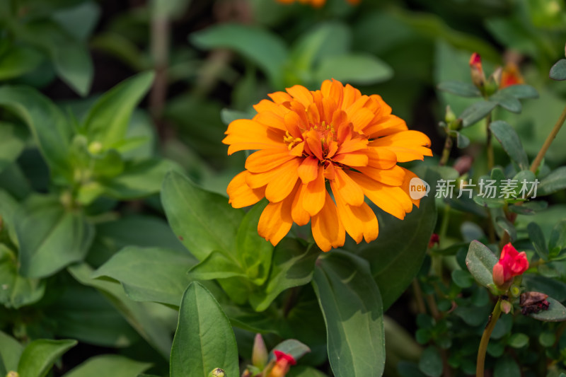 花坛中，盛开的百日菊特写