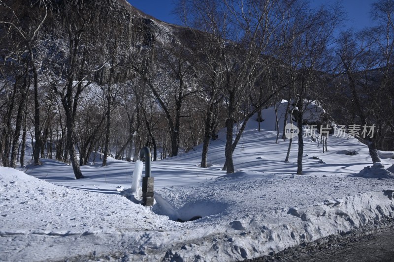 雪地树林景象，积雪覆盖树木与地面