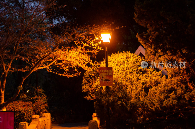 暖光路灯下的小径旁的樱花树木夜景