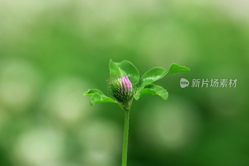 户外花草植物背景