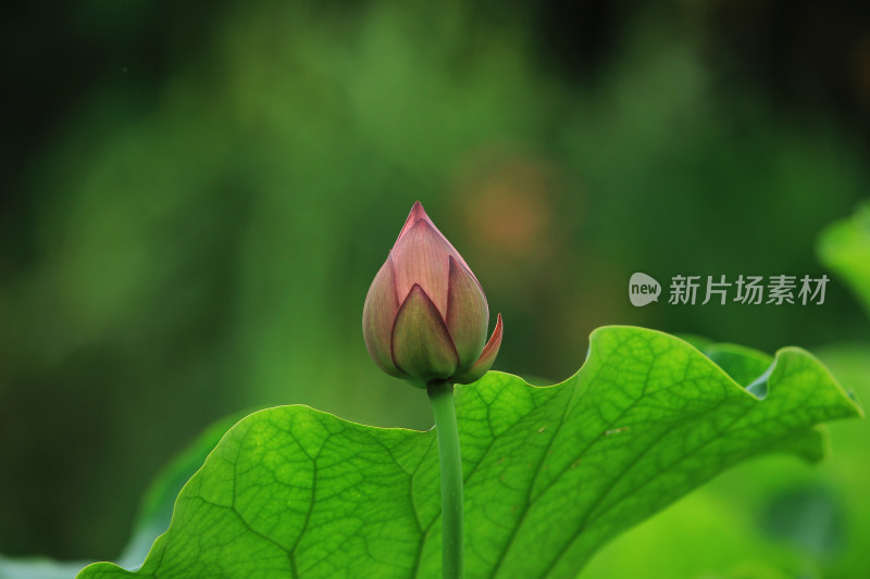 含苞待放的荷花花骨朵