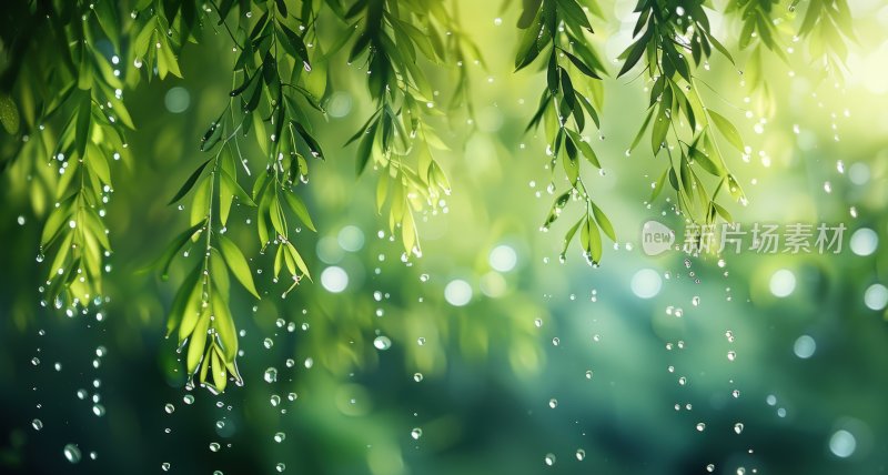 雨后垂柳柳枝水滴柳树宁静唯美背景