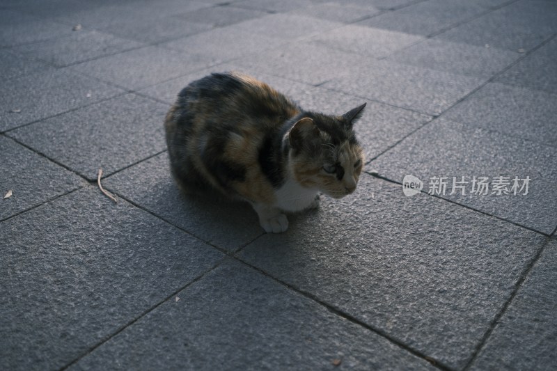 户外地面上的三色花猫