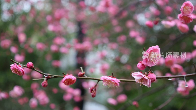 粉色梅花盛开的唯美景象