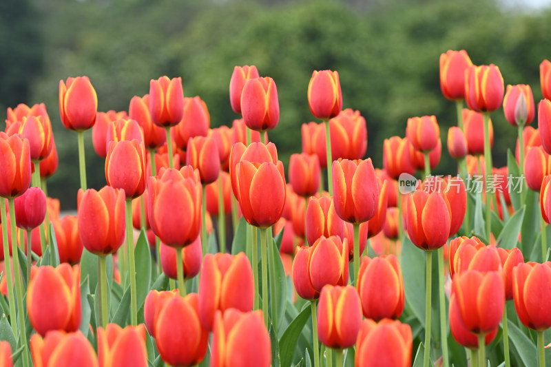 郁金香花海