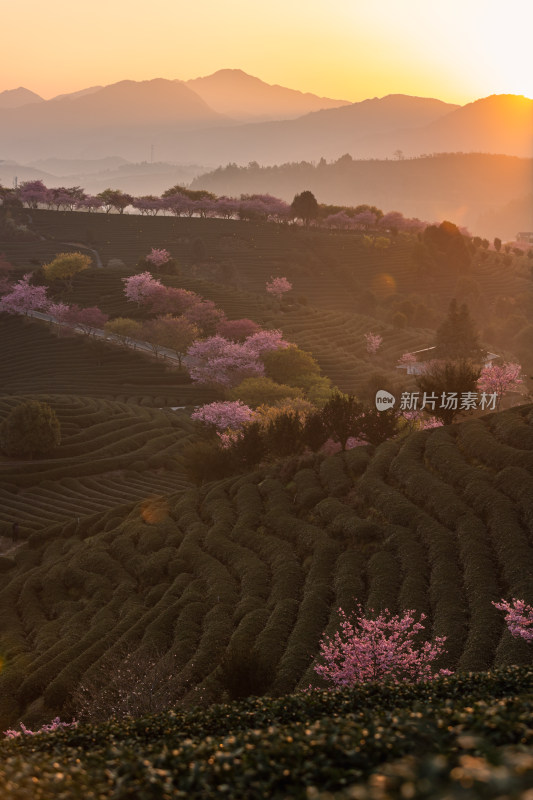 龙岩永福台品樱花茶园