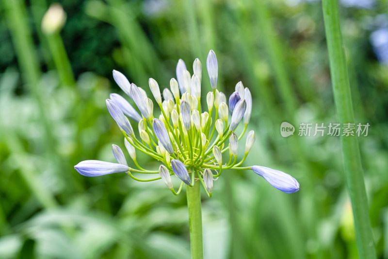 植物百子莲开花特写