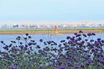 泉州海滨公园 大海与马鞭草