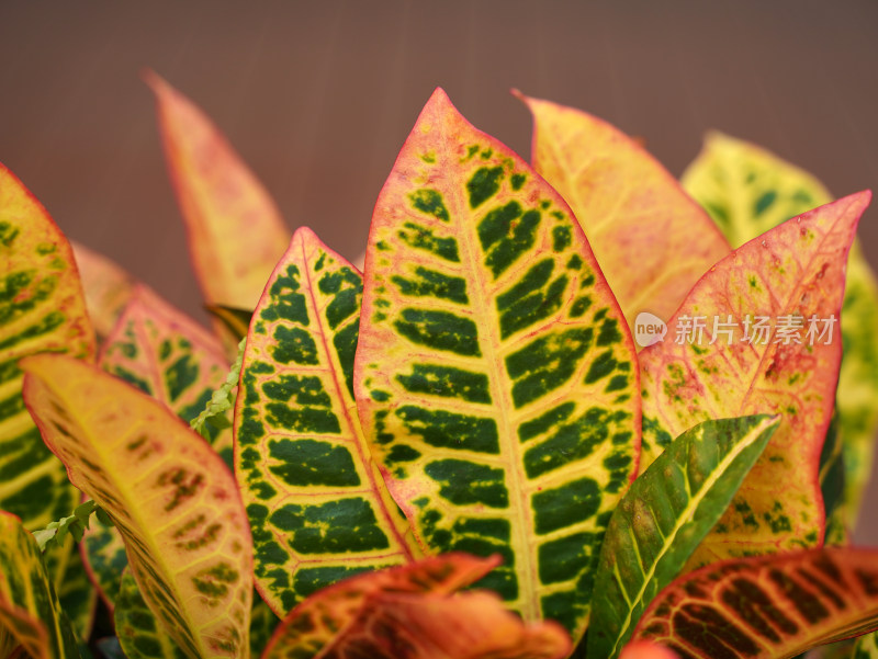 植物素材——变叶木