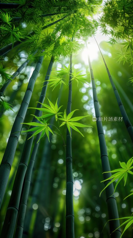 绿意竹林翠绿竹叶清新宁静自然背景