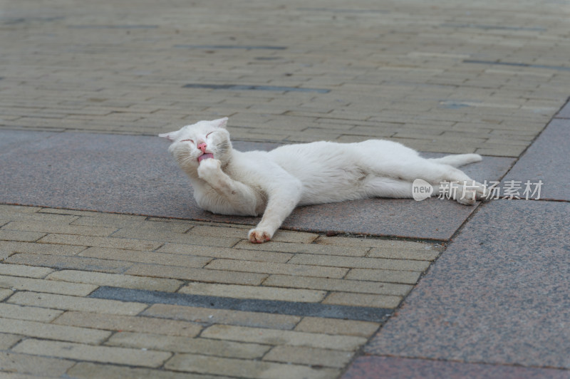 街边一只正在妖娆舔舐爪子的流浪猫白猫