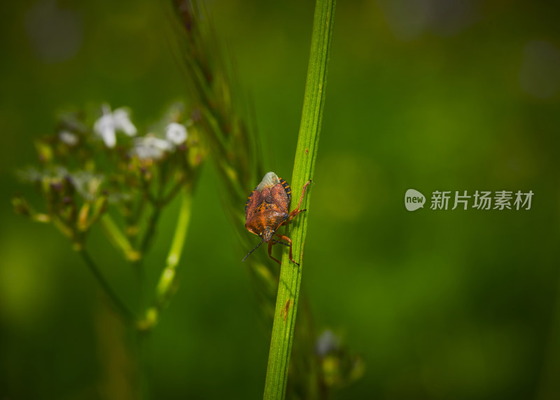 夏天的花草