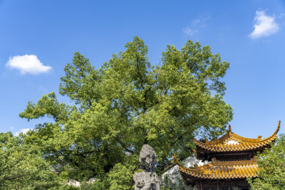 杭州西湖景区文澜阁风景