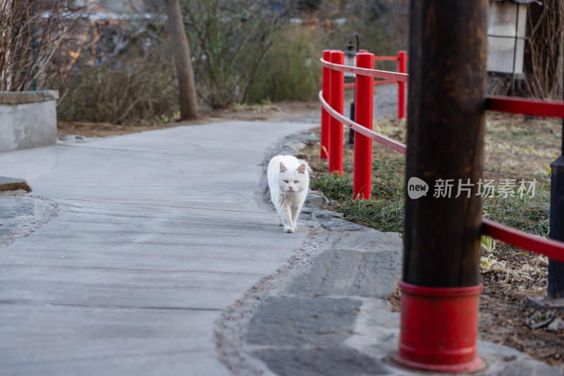 白猫白猫行走在街道中