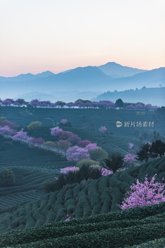 龙岩永福台品樱花茶园