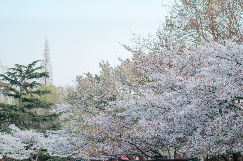 青岛中山公园的樱花