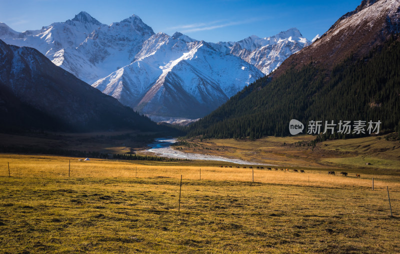 新疆夏塔草原阳光自然风景