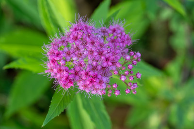 春天的粉花绣线菊