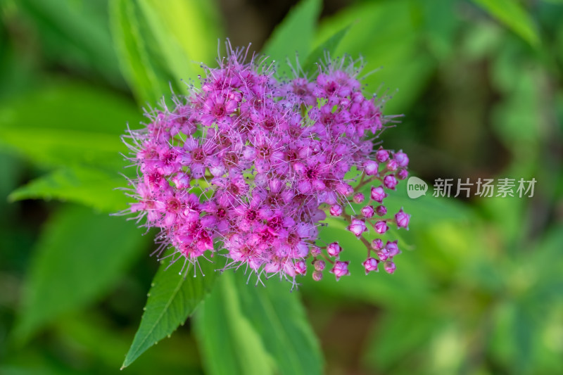 春天的粉花绣线菊