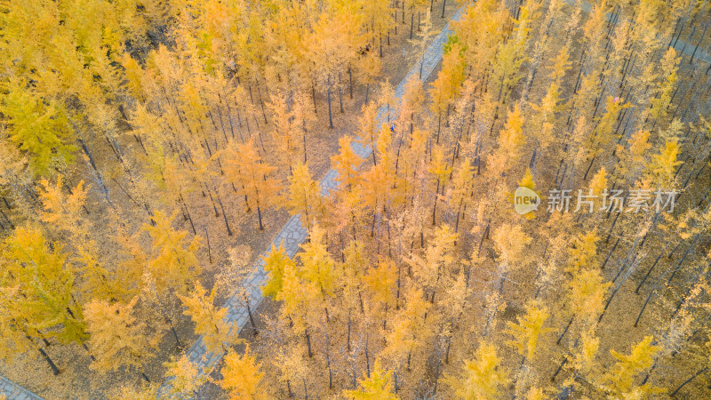 秋季银杏林航拍全景