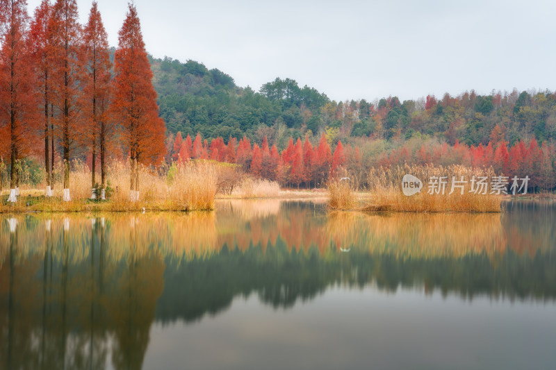 宁波东钱湖秋日落羽杉倒影