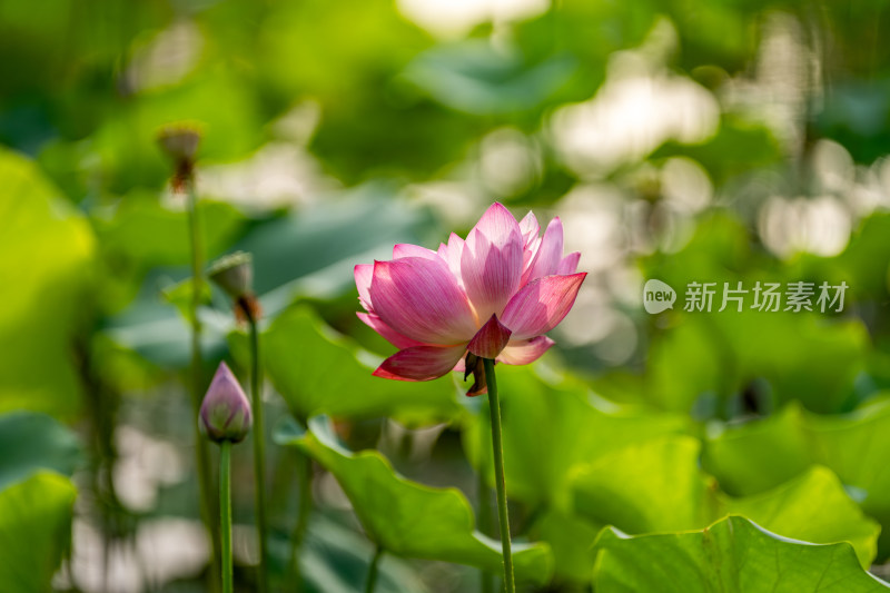 夏天荷花盛开特写