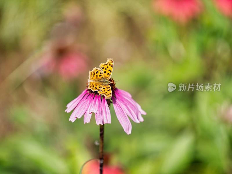 秋天的蝴蝶与松果菊特写