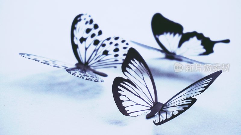 美丽蝴蝶昆虫