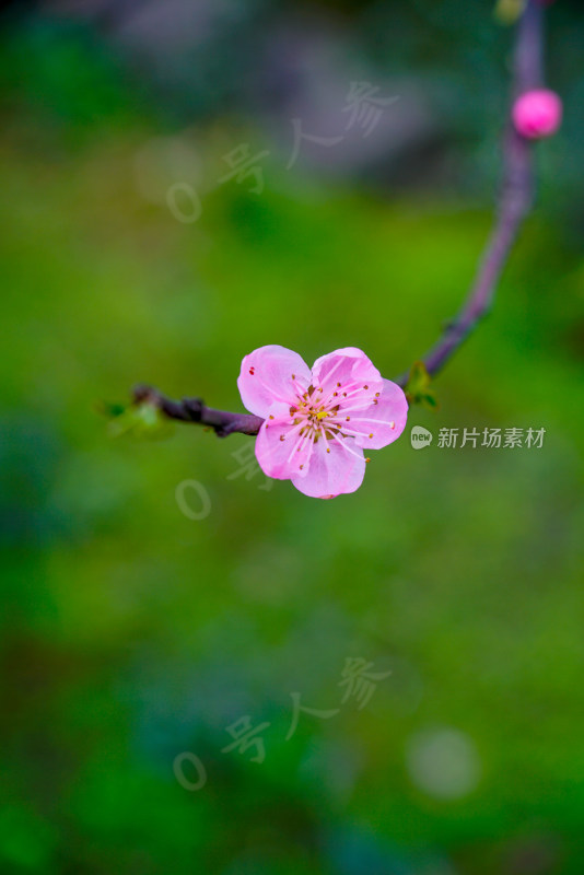 桃花樱花油菜花