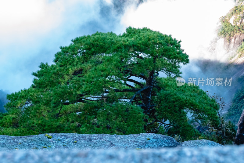 云雾下，安徽黄山的松树风景