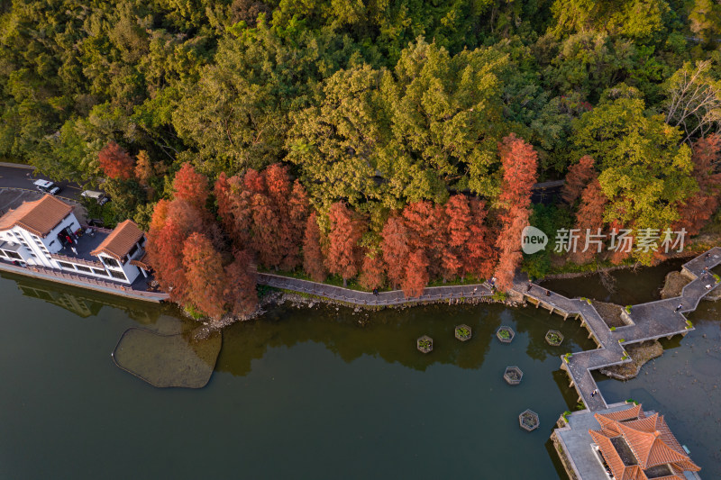 深圳仙湖植物园水杉林秋色