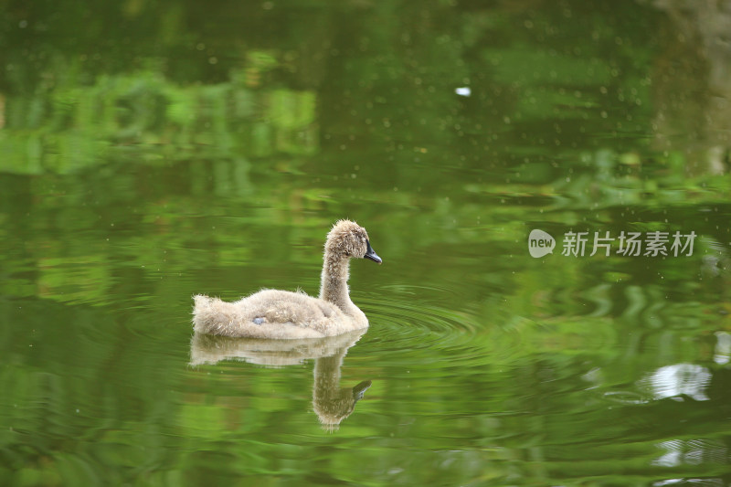 成都文化公园荷塘的小天鹅宝宝