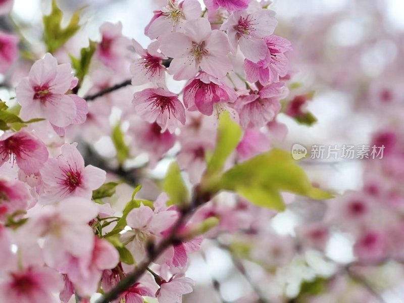 春季早春盛开的樱花特写背景